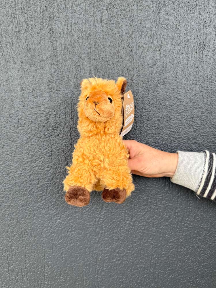 alpaca baby!