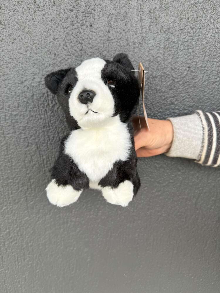 Border Collie