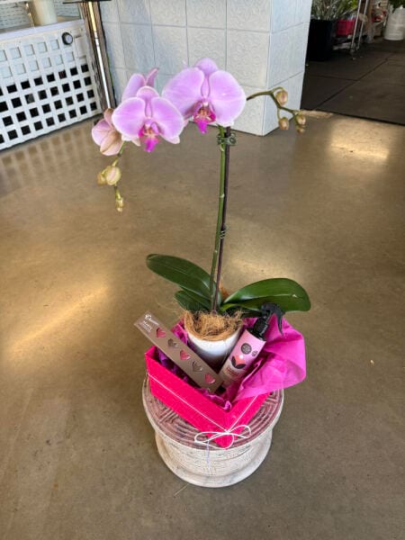 moth Orchid Care Hamper
